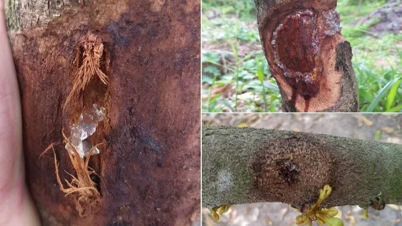 những nguyên nhân gây ra bệnh nứt thân xì mủ trên sầu riêng