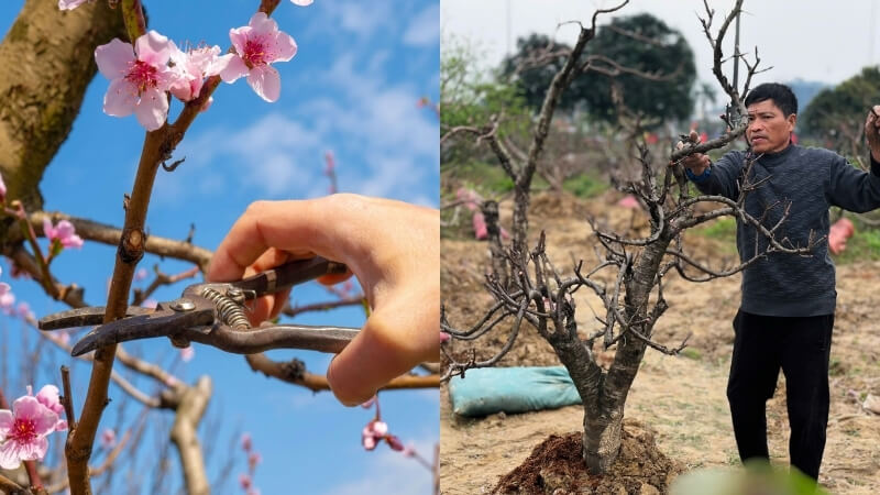 nên sử dụng keo liền sẹo cho đào sau giai đoạn cắt tỉa tạo dáng