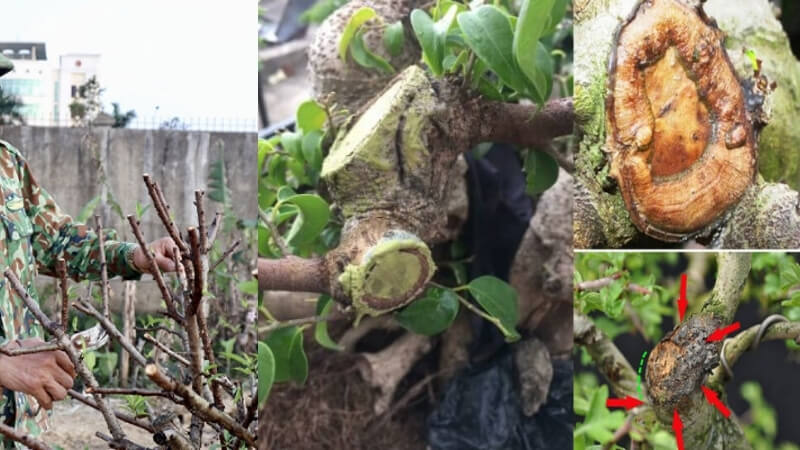 hướng dẫn cách dùng keo liền sẹo cho đào