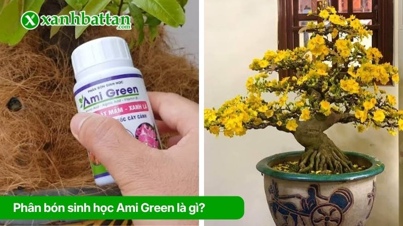 Phân bón sinh học Ami Green cho Mai vàng là gì?