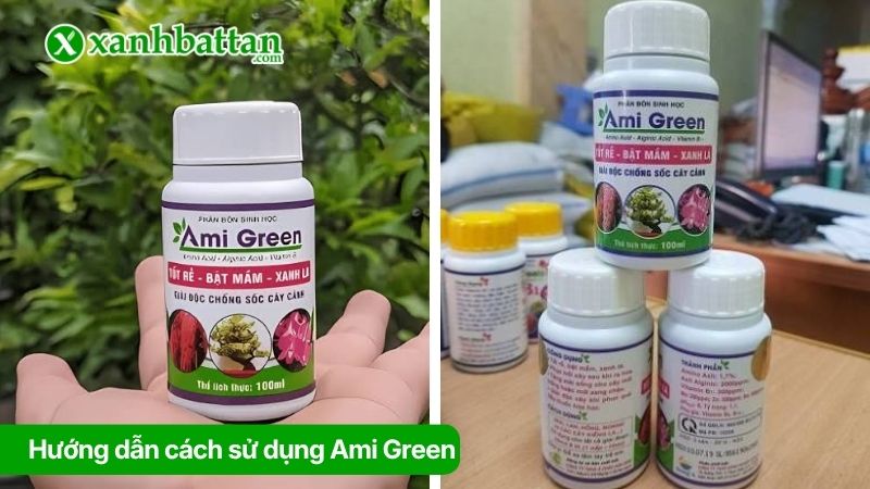 Hướng dẫn cách sử dụng Ami Green cho Mai vàng đúng kỹ thuật