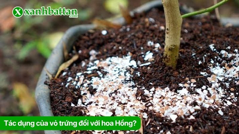 Tác dụng của vỏ trứng đối với hoa Hồng?
