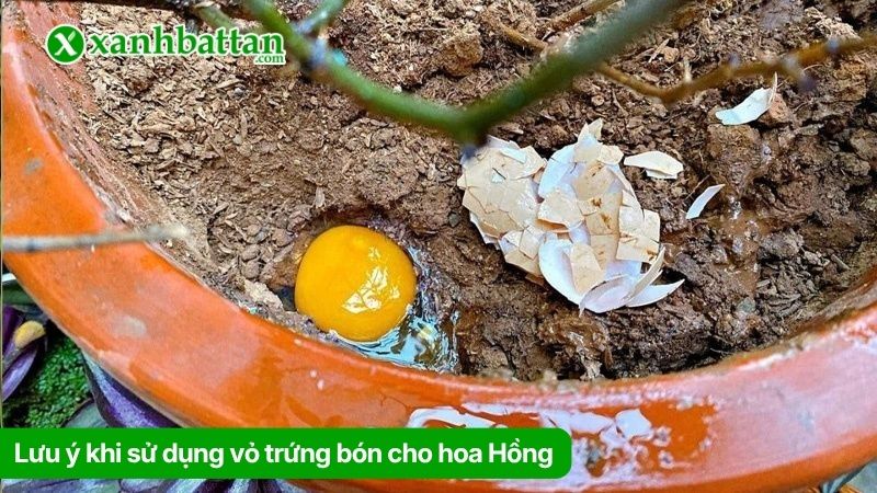 Lưu ý khi sử dụng vỏ trứng bón cho hoa Hồng