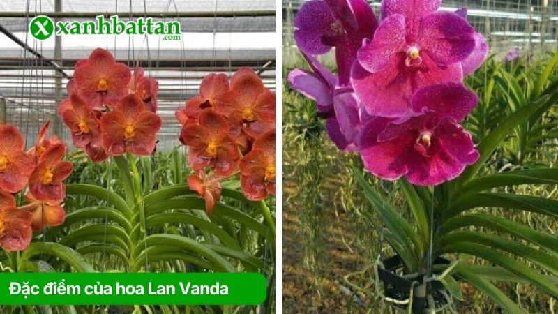 Tìm hiểu về đặc điểm của hoa Lan Vanda