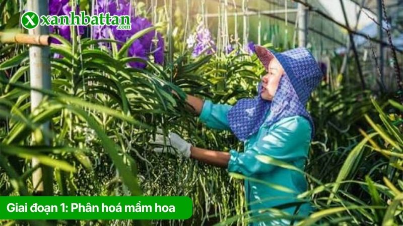 Giai đoạn 1: Phân hoá mầm hoa