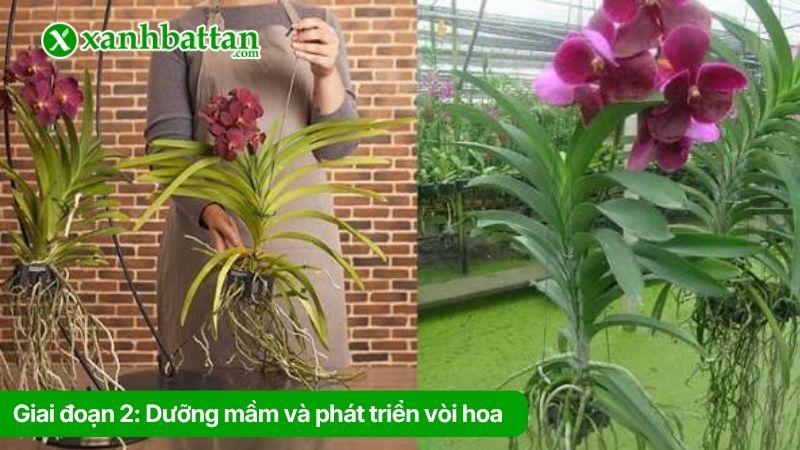 Giai đoạn 2: Dưỡng mầm và phát triển vòi hoa