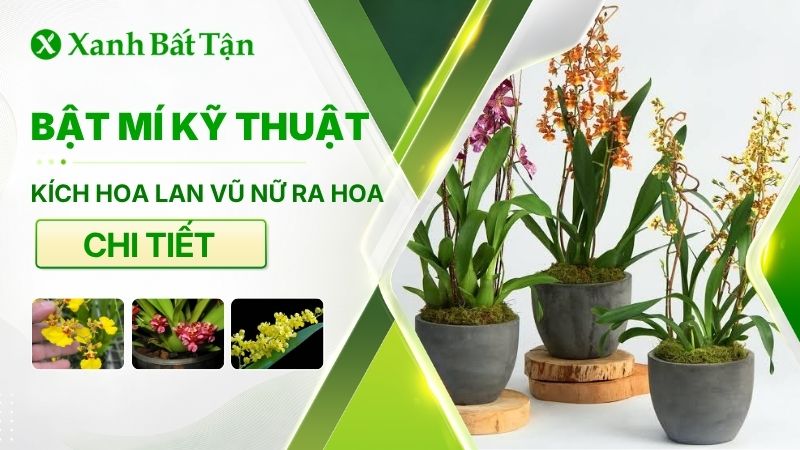 Bật mí cách kích hoa cho Lan Vũ Nữ ra hoa đúng cách
