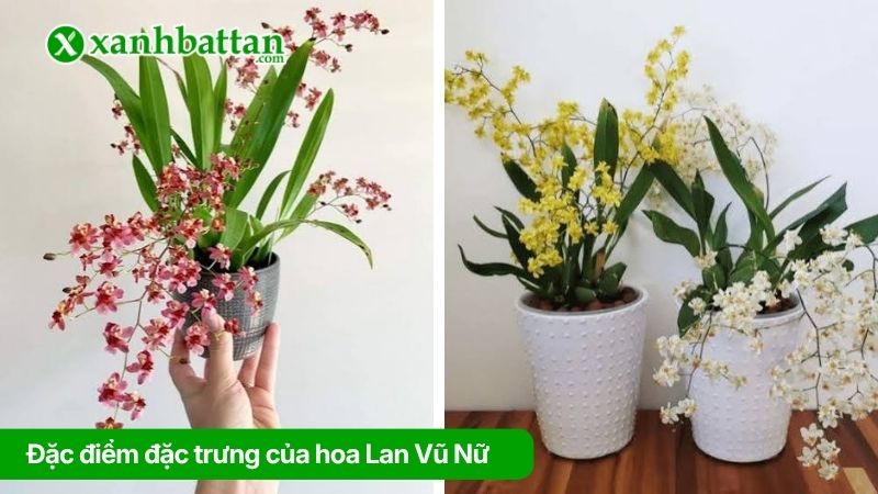 Tìm hiểu đặc điểm đặc trưng của hoa Lan Vũ Nữ
