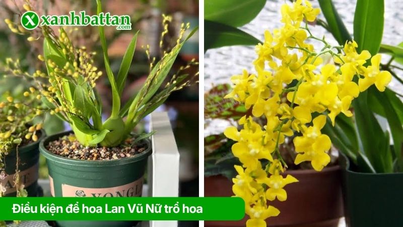 Điều kiện để hoa Lan Vũ Nữ trổ hoa