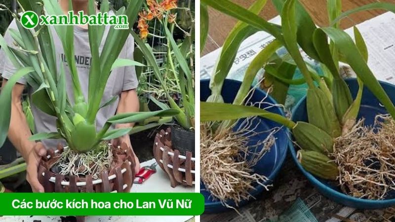 Các bước kích hoa cho Lan Vũ Nữ