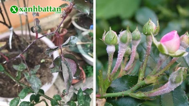 Nguyên nhân gây ra bệnh phấn trắng hoa Hồng