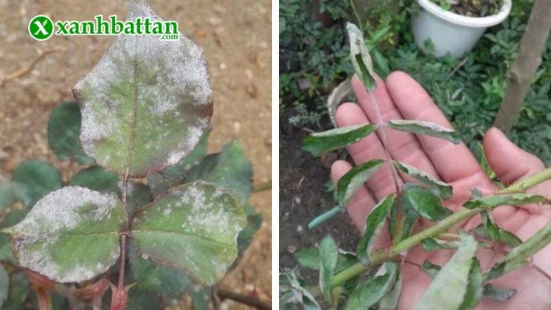 Biểu hiện bệnh phấn trắng hoa Hồng