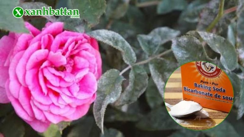 Cách 1: Dùng dung dịch baking soda trị bệnh phấn trắng hoa Hồng