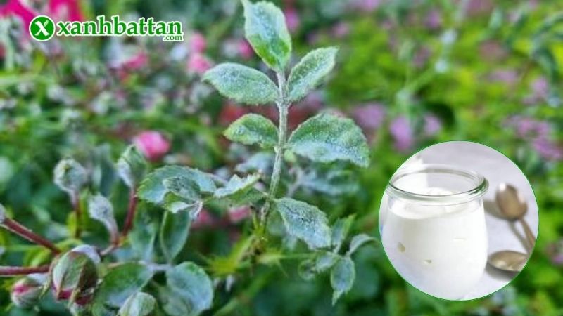 Cách 2: Dùng sữa chua không đường trị bệnh phấn trắng hoa Hồng