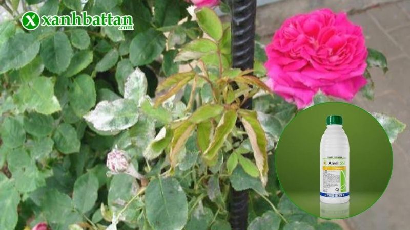 Cách 3: Sử dụng thuốc trừ nấm khi bệnh nặng để trị phấn trắng