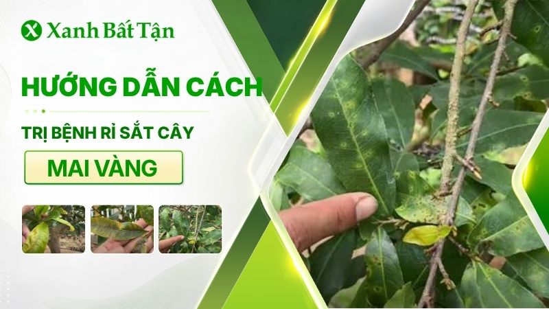 Bệnh rỉ sắt trên Mai vàng là gì? Nguyên nhân và cách trị dứt điểm
