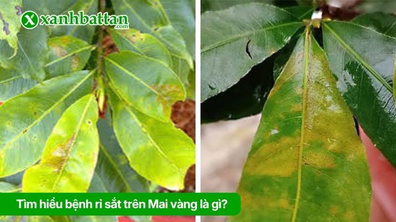 Tìm hiểu bệnh rỉ sắt trên Mai vàng là gì?