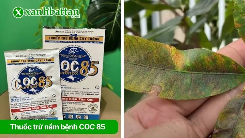 Thuốc trừ nấm bệnh COC 85