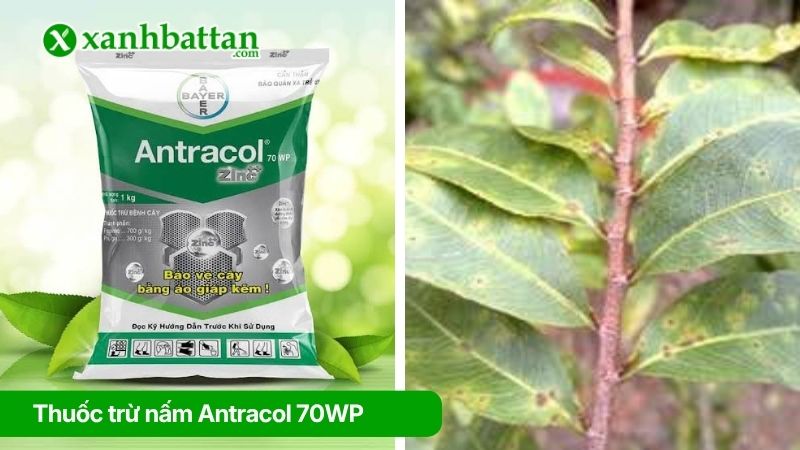 Thuốc trừ nấm Antracol 70WP