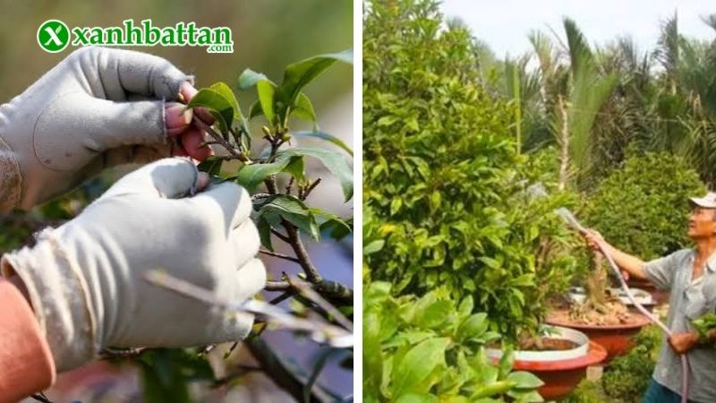 Tại sao việc chăm sóc Mai vàng tháng 10 lại quan trọng?