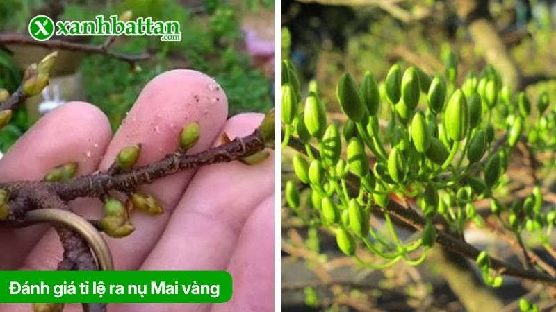 Kiểm tra và đánh giá tỉ lệ ra nụ và tuổi của nụ hoa Mai