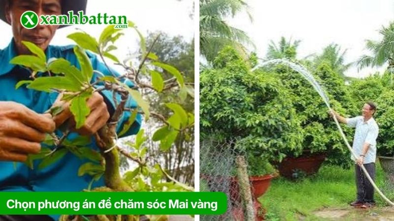 Chọn phương án để chăm sóc: Kích ra nụ hoặc dưỡng nụ Mai