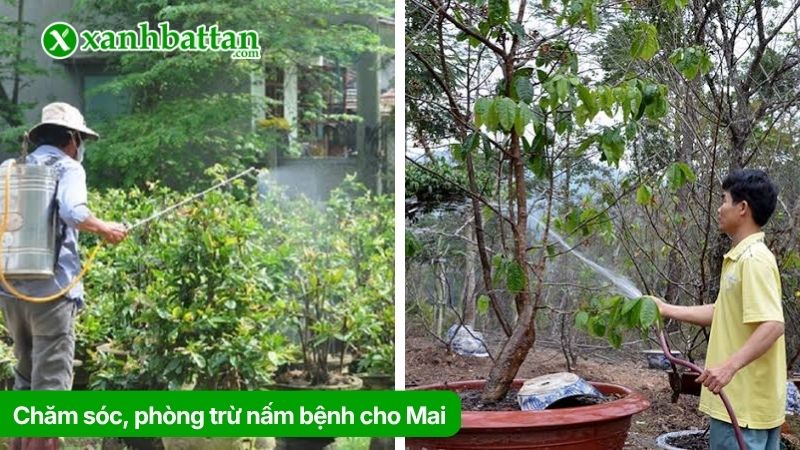 Chăm sóc, tưới nước và phòng nấm bệnh, côn trùng tấn công nụ hoa Mai