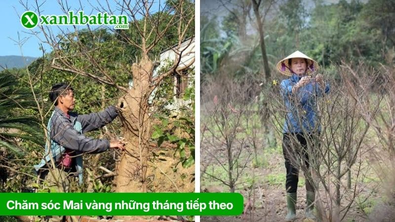Hướng dẫn cách chăm sóc Mai vàng những tháng tiếp theo