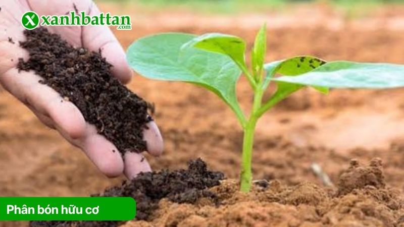 Phân bón hữu cơ là gì?