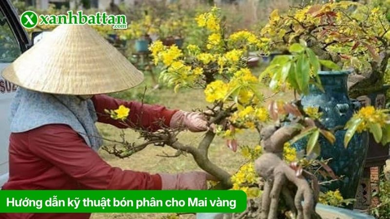 Hướng dẫn kỹ thuật bón phân cho Mai vàng