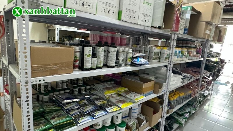 Xanh Bất Tận - Địa chỉ mua phân bón chăm sóc Mai vàng giá tốt tại TP.HCM?
