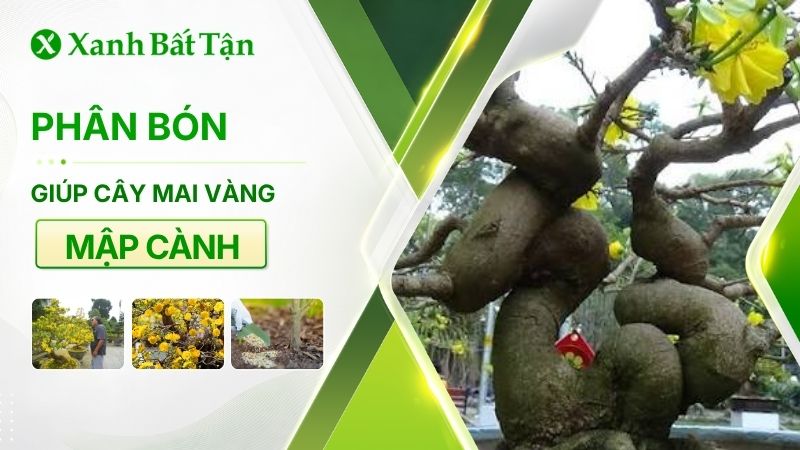 Bón phân gì cho cây Mai mập cành, dày lá, cứng cáp