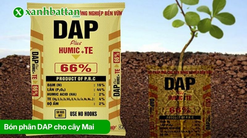 Bón phân DAP cho cây Mai