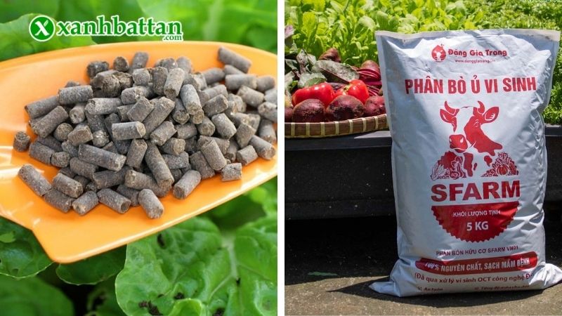 Bón phân hữu cơ cho Mai vàng