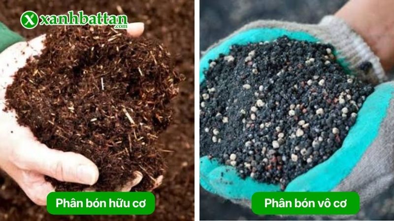 Tìm hiểu phân bón phù hợp cho giai đoạn tạo nụ