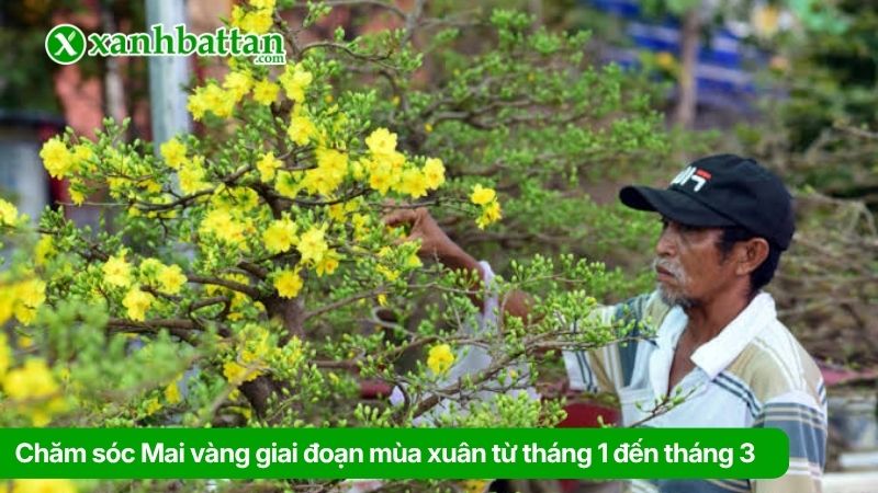 Giai đoạn bón phân Mai vàng mùa xuân từ tháng 1 đến tháng 3