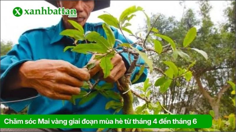 Giai đoạn bón phân Mai vàng mùa hè từ tháng 4 đến tháng 6