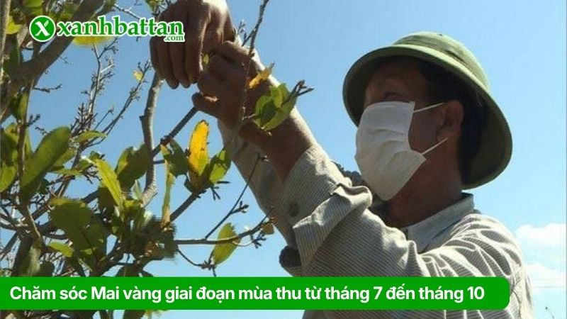 Giai đoạn bón phân Mai vàng mùa thu từ tháng 7 đến tháng 10