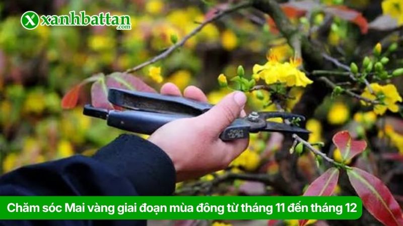 Giai đoạn bón phân Mai vàng mùa đông từ tháng 11 đến tháng 12