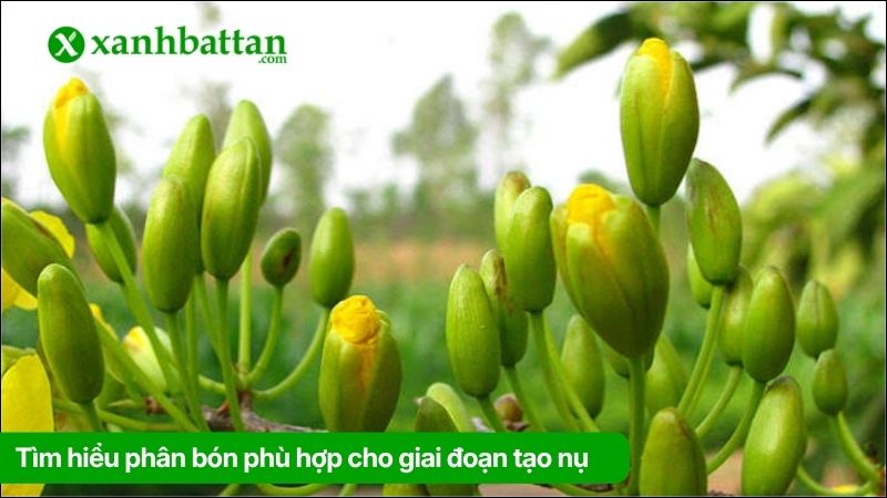 Tìm hiểu phân bón phù hợp cho giai đoạn tạo nụ