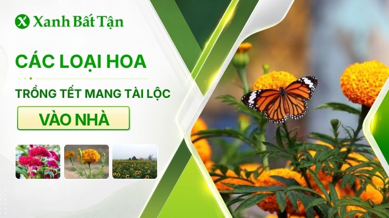 Các loại hoa trồng Tết mang tài lộc vào nhà