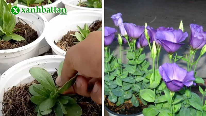 Hoa cát tường trồng Tết