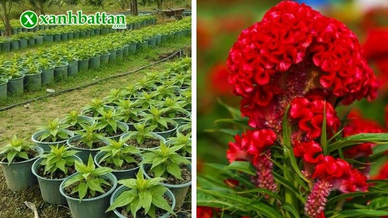 Hoa mào gà trồng Tết