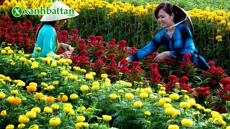 Yếu tố tác động đến thời điểm trồng Hoa
