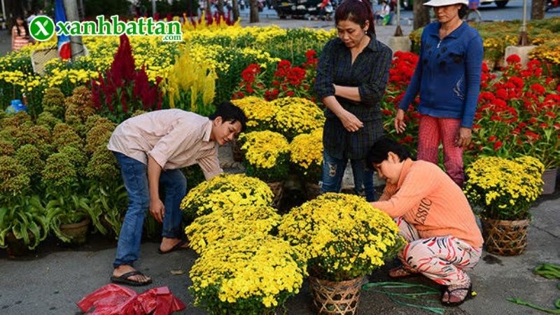 Lưu ý cách trồng, chăm sóc hoa Tết