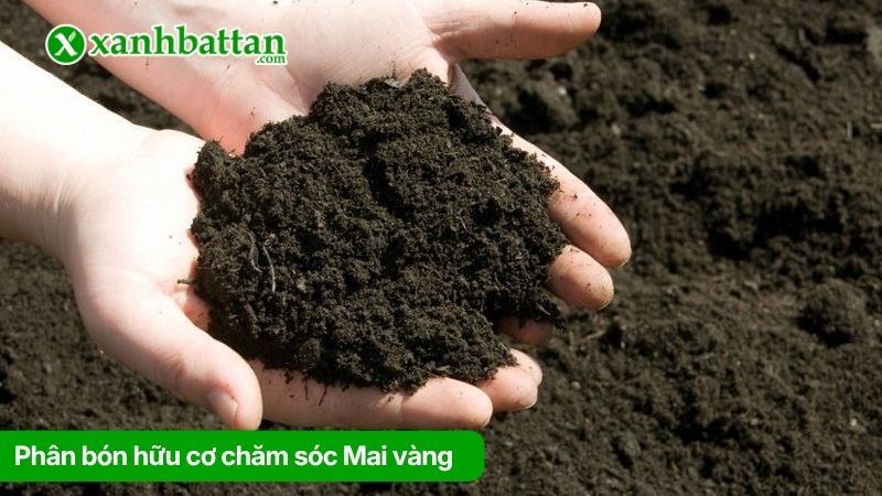 Nhóm 1: Phân bón hữu cơ cho Mai vàng