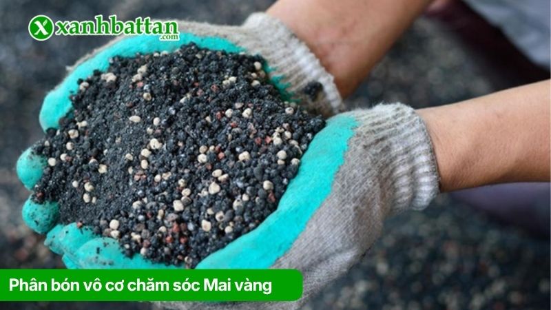Nhóm 2: Phân bón vô cơ cho Mai vàng