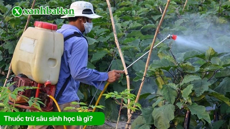 Thuốc trừ sâu sinh học là gì?