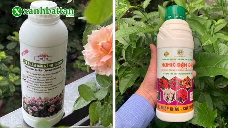 Cách bón Humic cho hoa Hồng đúng kỹ thuật