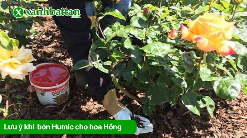 Lưu ý khi sử dụng Humic để bón hoa Hồng